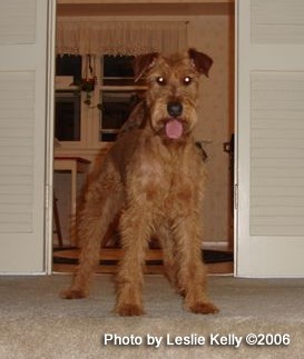 Irish Terrier